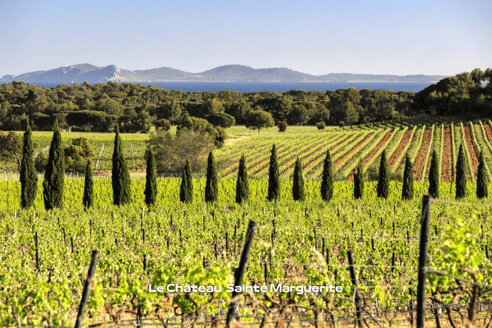 Chateau_Sainte_Marguerite_ les vignes